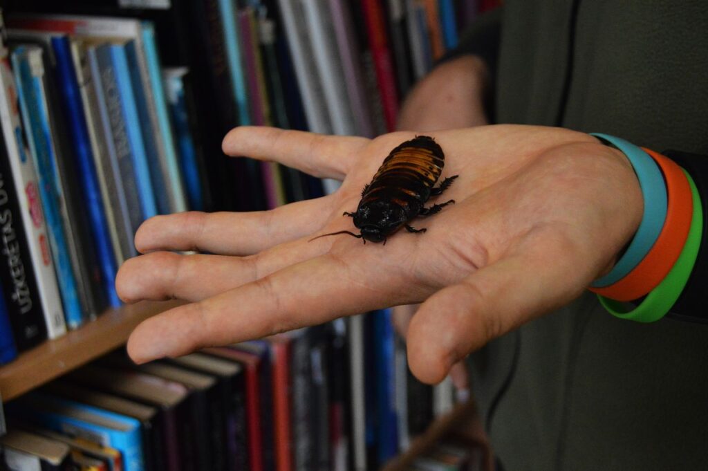 Vabalas ant delno knygų fone