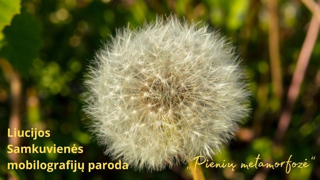 Pienės pūkas